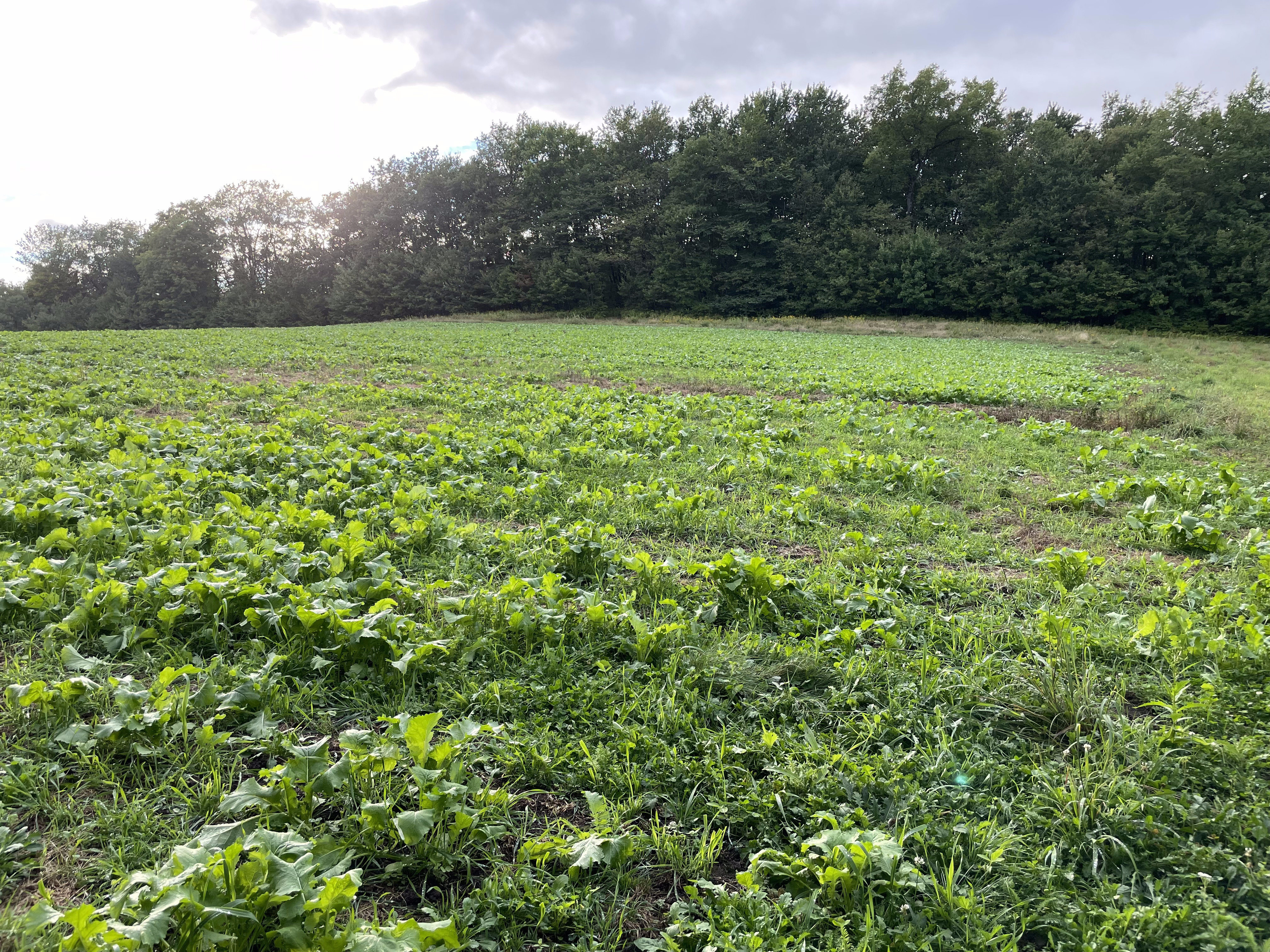 Food Plots